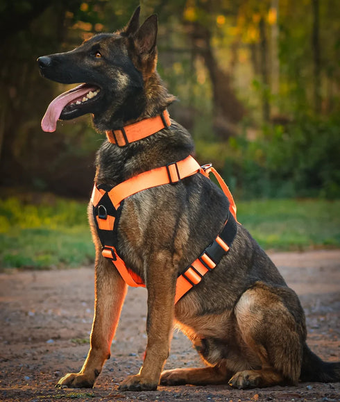 Seeker Harness - War Dog