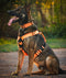Seeker Harness - War Dog