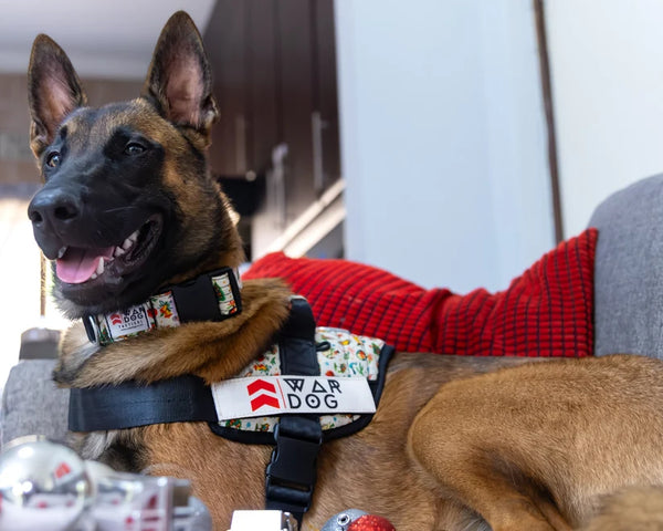 Festive Harness - War dog
