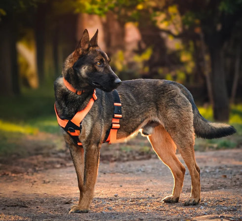 Seeker Harness - War Dog