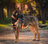 Seeker Harness - War Dog