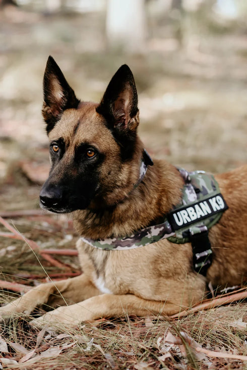 Urban Adventurer Harness - War Dog