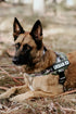 Urban Adventurer Harness - War Dog