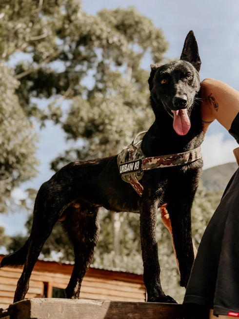 Urban Adventurer Harness - War Dog