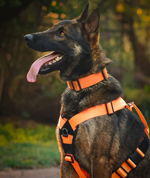 Seeker Harness - War Dog